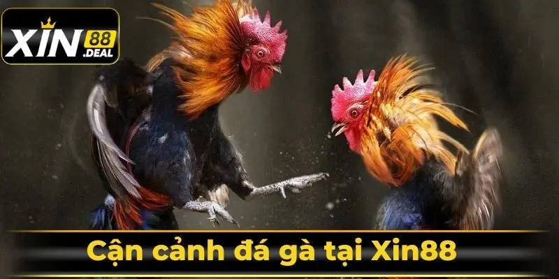 Can-canh-da-ga-tai-xin88