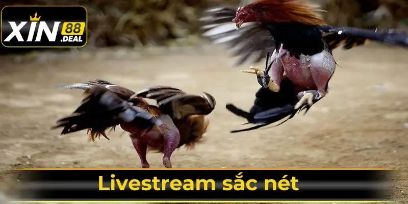 Livestream-sac-net